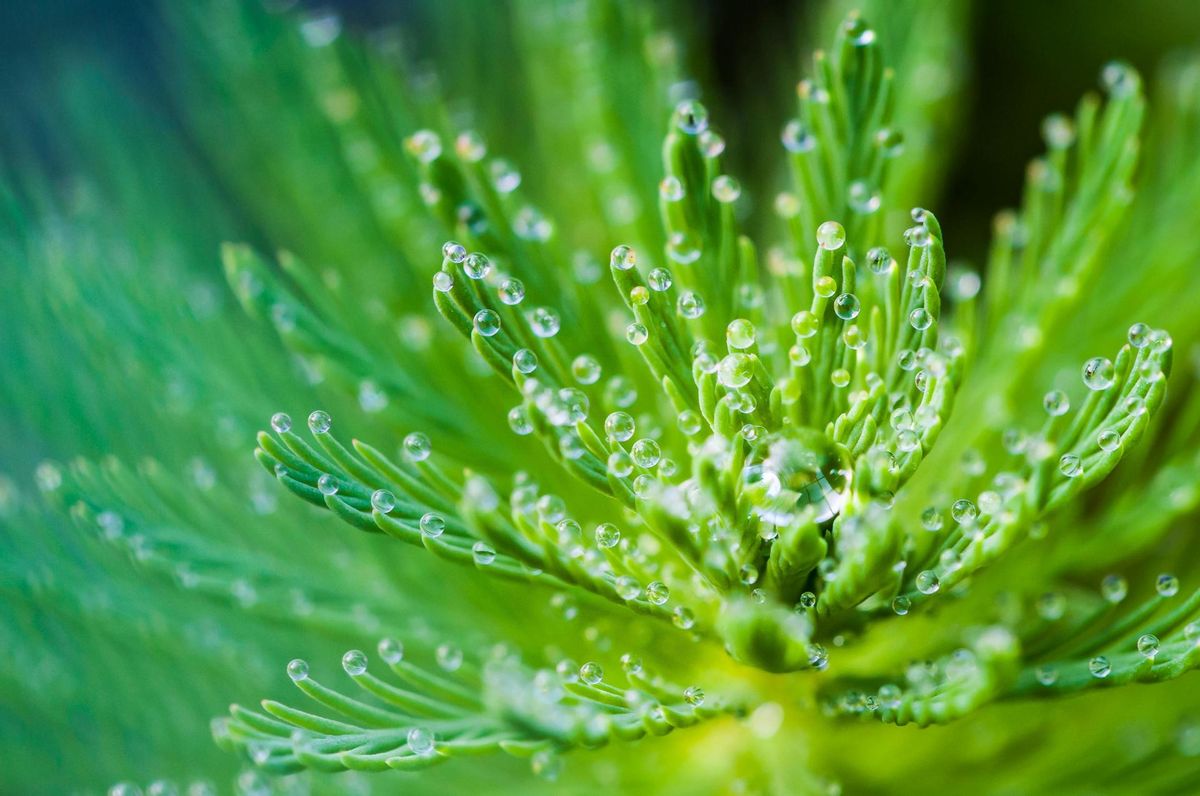 philosophy_green_4.jpg philosophy_green_4.jpg